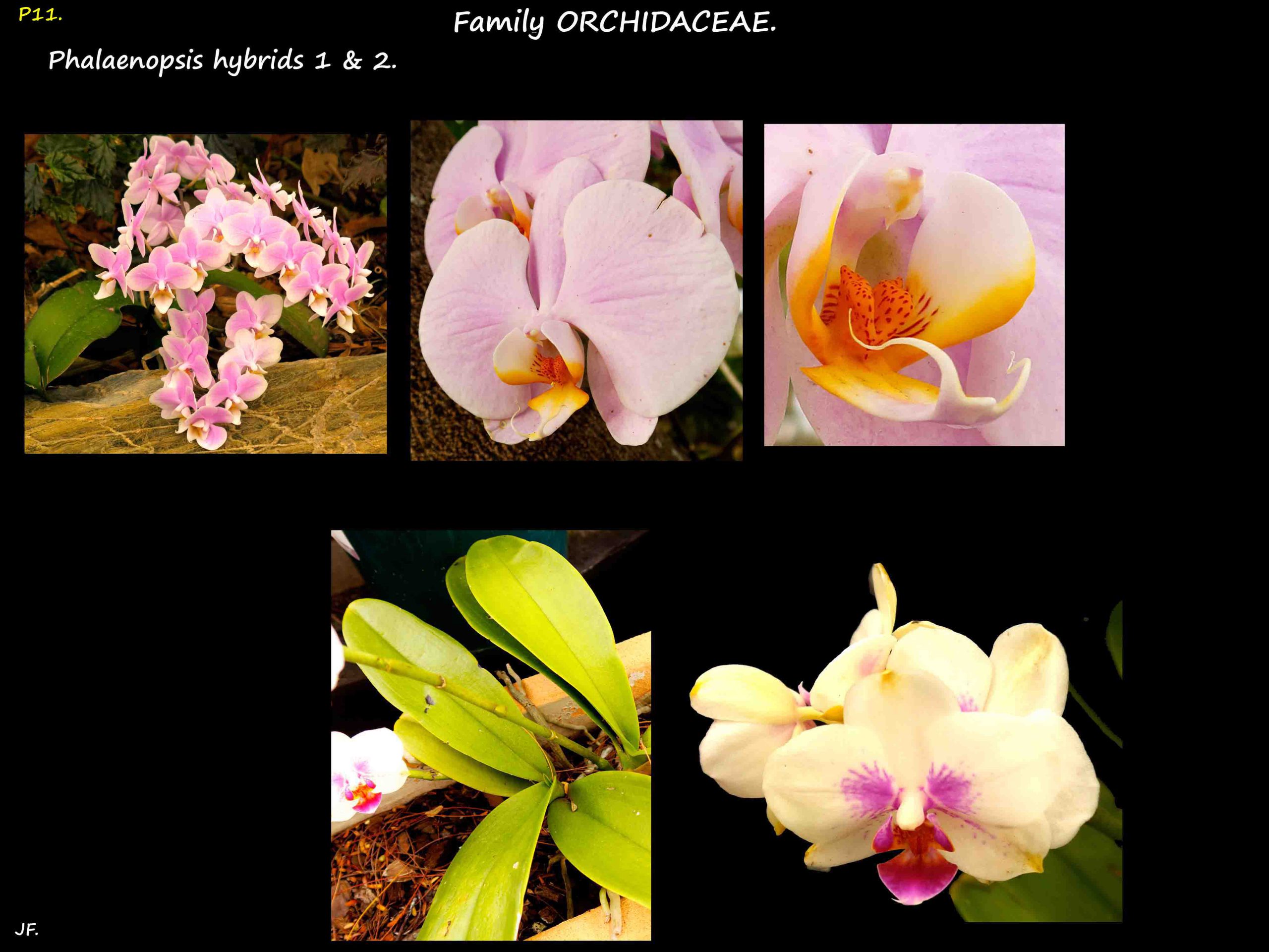 2 Pink & cream Phalaenopsis hybrids